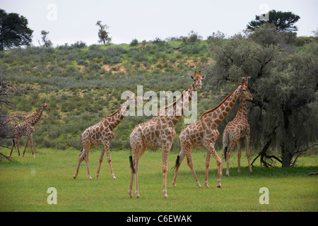 Girafe, Giraffa camelopardalis, Kgalagadi Transfrontier Park, Afrique du Sud, l'Afrique Banque D'Images