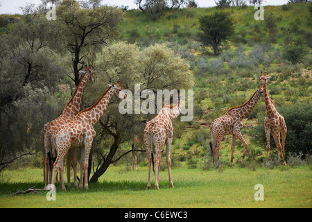 Girafe, Giraffa camelopardalis, Kgalagadi Transfrontier Park, Afrique du Sud, l'Afrique Banque D'Images