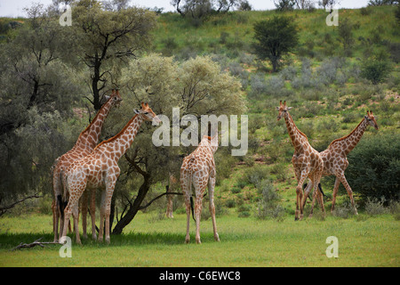 Girafe, Giraffa camelopardalis, Kgalagadi Transfrontier Park, Afrique du Sud, l'Afrique Banque D'Images