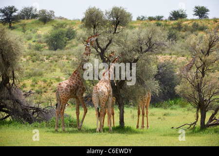 Girafe, Giraffa camelopardalis, Kgalagadi Transfrontier Park, Afrique du Sud, l'Afrique Banque D'Images