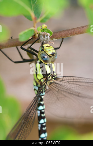 Le sud de Hawker Aeshna cyanea mâle adulte dragonfly close-up Banque D'Images