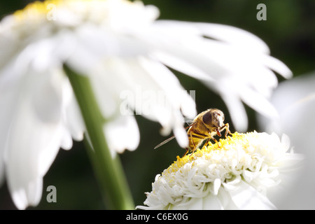 Petit wasp sur marguerite blanche avec arrière-plan flou Banque D'Images