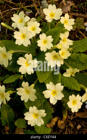 Wild Primroses, Primula vulgaris, dans hedgebank, Dorset Banque D'Images