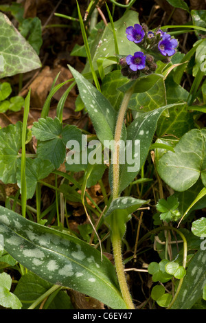 Pulmonaire à feuilles étroites Pulmonaria longifolia au terrain naturel dans le Dorset Banque D'Images