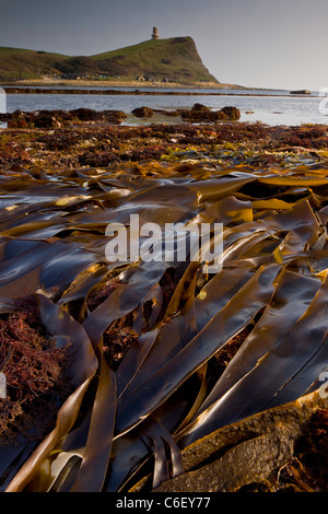 L'algue et rockpools à marée basse, la baie de Kimmeridge, Dorset Banque D'Images