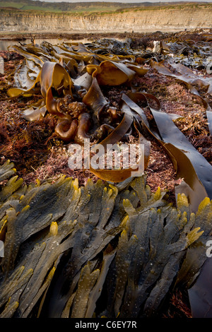 L'algue et rockpools à marée basse, la baie de Kimmeridge, Dorset Banque D'Images