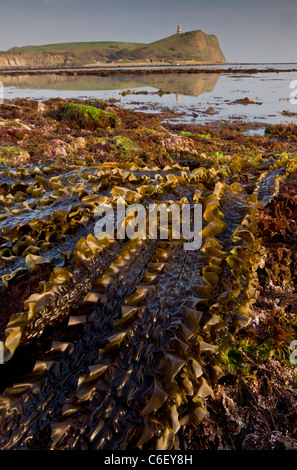 L'algue et rockpools à marée basse, la baie de Kimmeridge, Dorset Banque D'Images