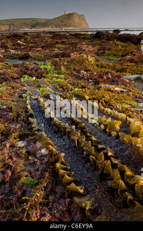 L'algue et rockpools à marée basse, la baie de Kimmeridge, Dorset Banque D'Images