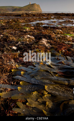 L'algue et rockpools à marée basse, la baie de Kimmeridge, Dorset Banque D'Images