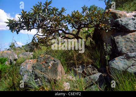 Biome Cerrado (savane brésilienne), un point chaud de biodiversité : arbre contorsionné, arbuste et herbe à campos rupestre (végétation sur affleurement rocheux), dans les hauts plateaux brésiliens. Banque D'Images