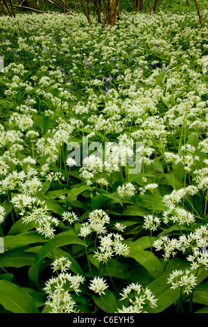 Ramsons ou ail sauvage (Allium ursinum), dans le bois de Garston (réserve naturelle RSPB) Dorset Banque D'Images