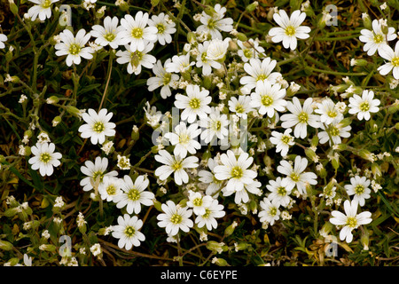 Souris de champ-auriculaire, Cerastium arvense en zone Breckland. Banque D'Images