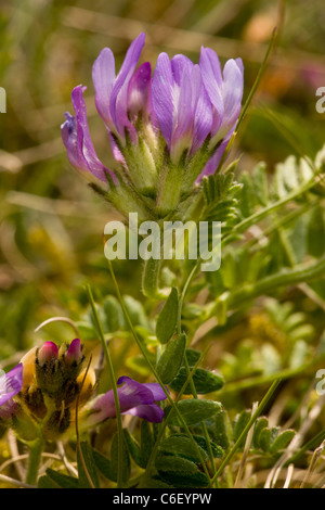 Astragale pourpre Astragalus danicus à Cranwich Camp, Norfolk Breckland ; salon. Banque D'Images