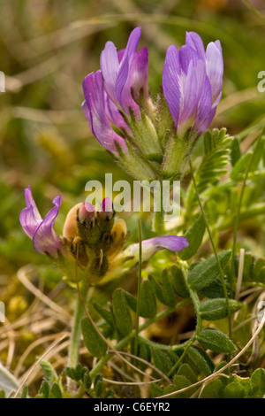 Astragale pourpre Astragalus danicus à Cranwich Camp, Norfolk Breckland ; salon. Banque D'Images