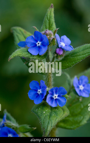 Orcanette vert, Pentaglottis sempervirens en fleurs, au printemps. Naturalisé au Royaume-Uni, du SW de l'Europe. Banque D'Images