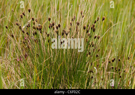 Rush noir Bog-Schoenus nigricans at Market Weston Fen, Suffolk. Banque D'Images