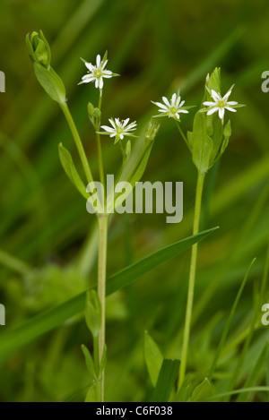 Stellaria alsine stellaire à tourbière Marché à Weston Fen, Suffolk. Banque D'Images