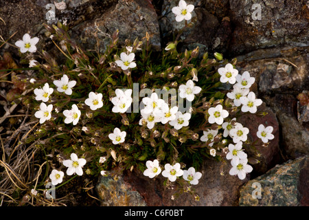 Sabline Printemps, Minuartia verna côtière, dans le lézard, Cornwall. Banque D'Images