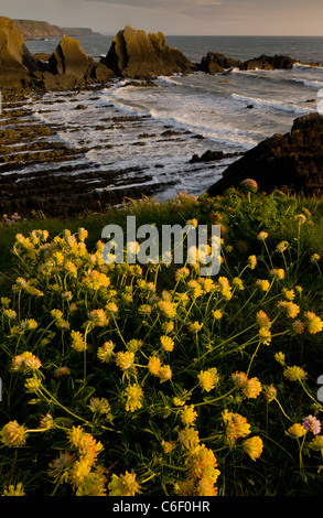 De belles masses de la vesce rein iin ressort sur les falaises de Hartland Quay, North Devon. Banque D'Images