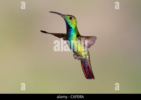 Green-breasted mango (Anthracothorax prevostii) colibris mâles adultes en vol stationnaire, le Costa Rica, Amérique Centrale Banque D'Images