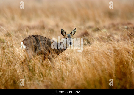 Capreolus capreolus- chevreuils en Ecosse Banque D'Images