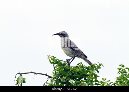 Mockingbird Espanola perché en arbre, Punta Suarez, l'île d'Espanola, Galapagos Banque D'Images