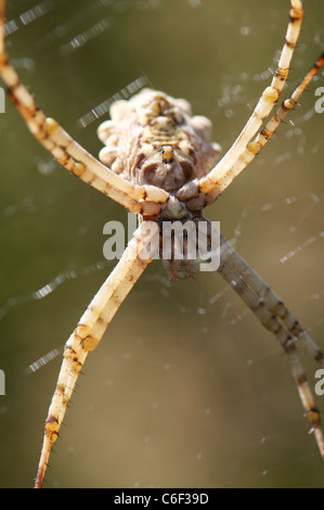 Grand-Orb weaver spider close up Banque D'Images