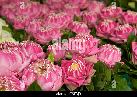 Main couverte de fleurs de lotus pliées sur un étal dans le Pak Klong Talat market (Marché aux fleurs) à Bangkok Banque D'Images