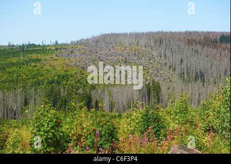 Parc National de la forêt bavaroise, en Allemagne, en République tchèque - Allemagne les frontières, forêt de Bohème Banque D'Images