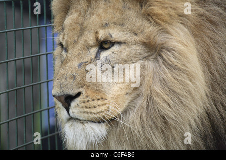 Un lion mâle adulte de la faune au Centre du patrimoine mondial, Kent, UK Banque D'Images