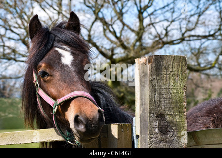 Les jeunes à cheval sur la clôture. Vue depuis l'avant. Close up head shot Banque D'Images
