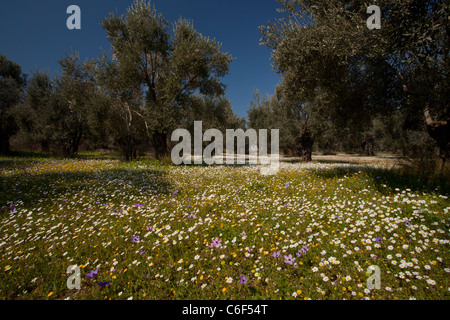 Vieux Oliviers, fleuri avec camomille et d'anémones, sur l'île de Lesbos (Mytilène), Grèce Banque D'Images