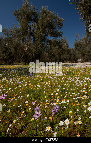 Vieux Oliviers, fleuri avec camomille et d'anémones, sur l'île de Lesbos (Mytilène), Grèce Banque D'Images