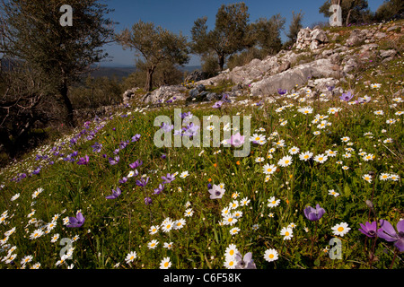 Vieux Oliviers, fleuri avec camomille et d'anémones, sur l'île de Lesbos (Mytilène), Grèce Banque D'Images