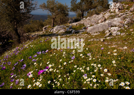 Vieux Oliviers, fleuri avec camomille et Peacock, anémones, sur l'île de Lesbos (Mytilène), Grèce Banque D'Images