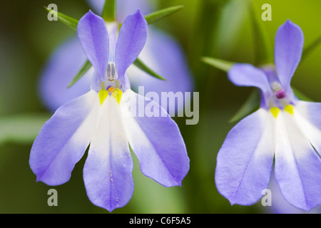 Lobelia erinus. Close up de la fleur de la lobélie, montrant un puceron dans le centre de la fleur. Banque D'Images