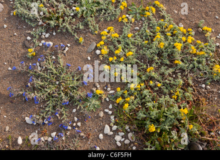 L'Orcanette Dyer, Alkanna lehmanii  = A. tinctoria, avec vue mer sur la lupuline dunes à Skala Eressos, Hochenschwand (plage) sur Lesbos, Grèce Banque D'Images