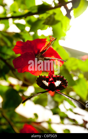 Deux rouge, noir et blanc papillons volant autour d'Hibiscus rouge fleur à Butterfly World, Klapmuts, Afrique du Sud. Banque D'Images