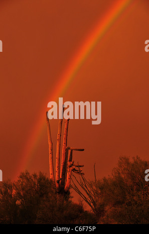 Un arc-en-ciel apparaît au coucher du soleil pendant une tempête de pluie de mousson à Tucson, Arizona, désert de Sonora, USA. Banque D'Images