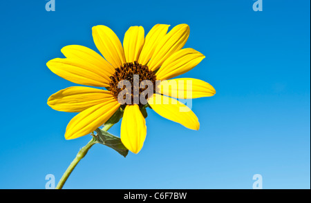 Le tournesol est une commune largement ramifiée, stout, annuel 1 1/2-8 ft. de hauteur, avec des feuilles et tiges velues grossièrement. Banque D'Images