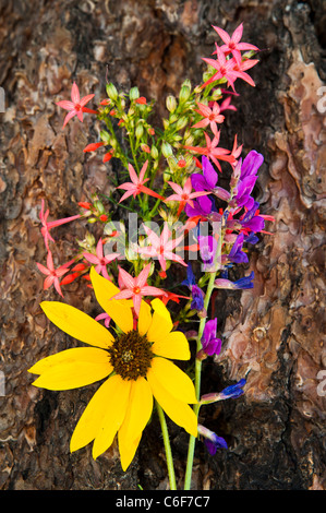 De plus en plus de fleurs sauvages de l'Arizona dans l'écorce d'un arbre de pin ponderosa. AZ. Banque D'Images