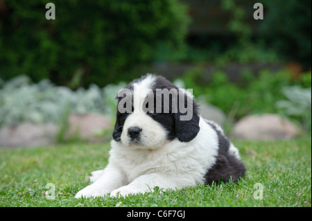Terre-neuve Landseer Llittle (type) puppy portrait in garden Banque D'Images