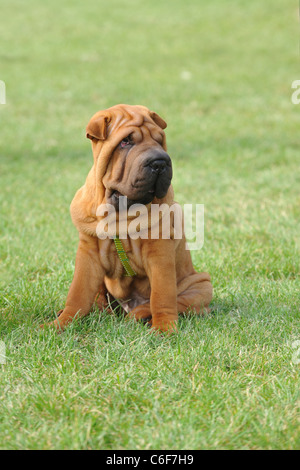 Shar-pei dog puppy portrait in garden Banque D'Images