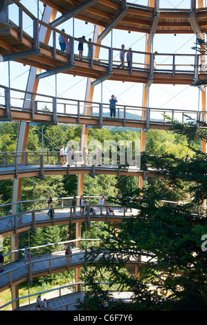 La Tree Top walk - Tree Tower - Parc National de la forêt de Bavière Neuschönau - Neuschenau Banque D'Images