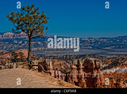 Lone Pine Tree surplombant le Parc National de Bryce Canyon. Banque D'Images