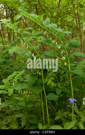 Salomon Polygonatum multiflorum, joint-, en fleurs ; printemps, Garston Wood (réserve naturelle RSPB) Dorset Banque D'Images
