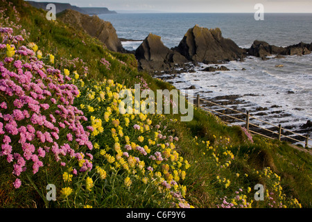 Masses de l'économie et la vesce de rein en mai sur les falaises de Hartland Quay, North Devon. Banque D'Images