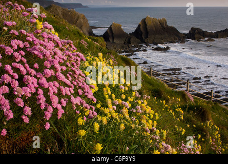 Masses de l'économie et la vesce de rein en mai sur les falaises de Hartland Quay, North Devon. Banque D'Images