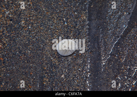 Sand Dollar, radeau de l'océan et 4x4 Adventure tour, Plage du Nord, l'île Kruzof, Sitka, Alaska Banque D'Images