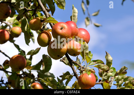 Cox's Orange Pippin apples Banque D'Images